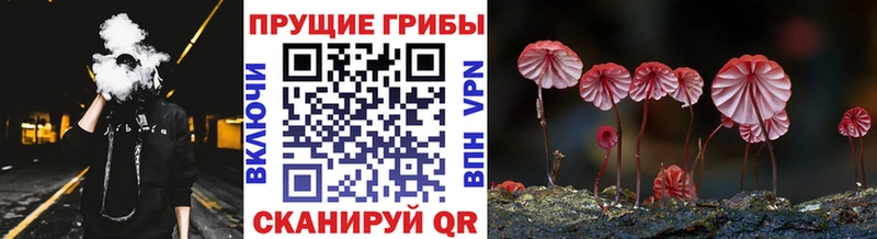 Псилоцибиновые грибы Psilocybine cubensis Кандалакша